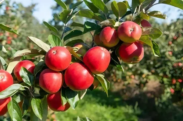 Kashmiri_Apple_Ber_Organic_Plant