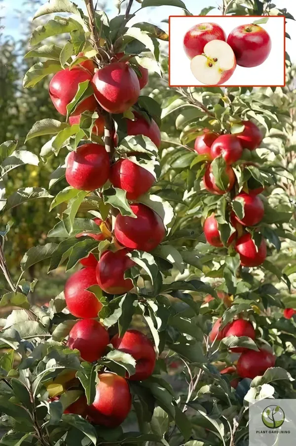 Apple_Climate_Plant_Plant_Organic