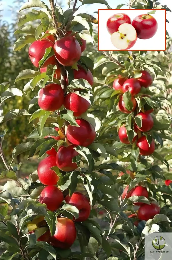 Apple_Climate_Plant_Plant_Organic