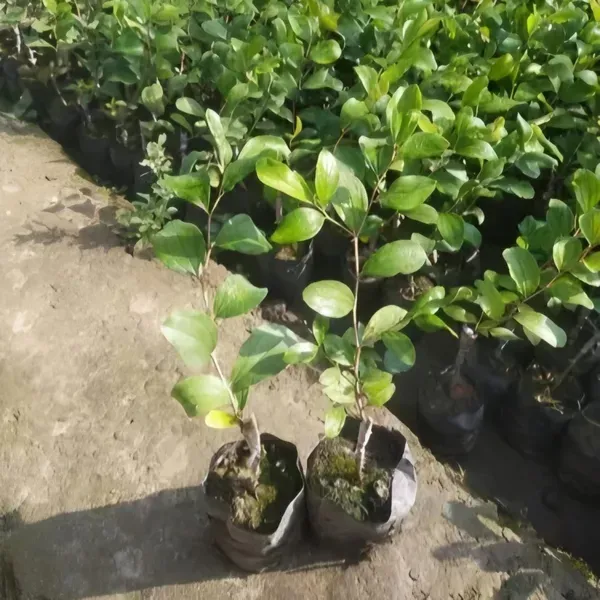 Apple_Climate_Plant_Plant_Organic
