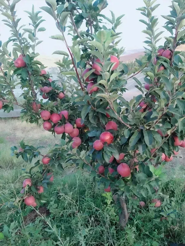 Apple_Climate_Plant_Plant_Organic