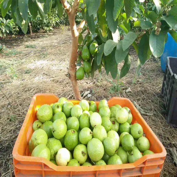 Baruipur_Khaja_Guava_Organic_Plant