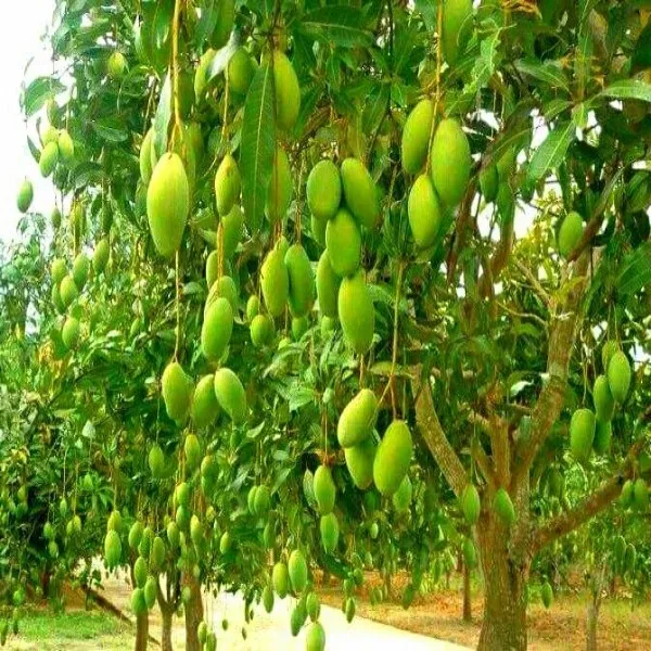 Ornamental_Mango___Organic_Plant_For_Home