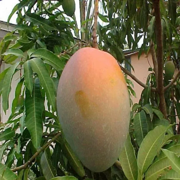 Ornamental_Mango___Organic_Plant_For_Home