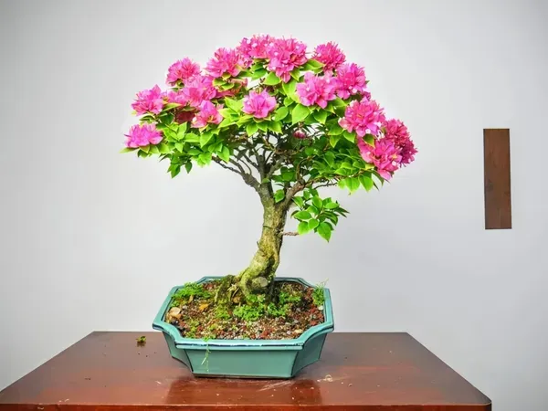 Bonsai_Bougainvila_Organic_Bougainvillea_For_Home