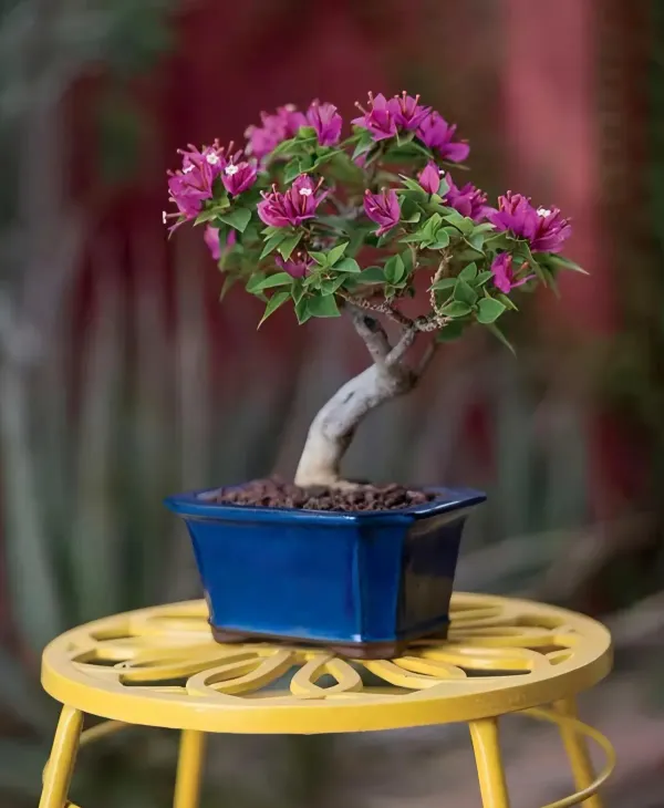 Bonsai_Bougainvila_Organic_Bougainvillea_For_Home
