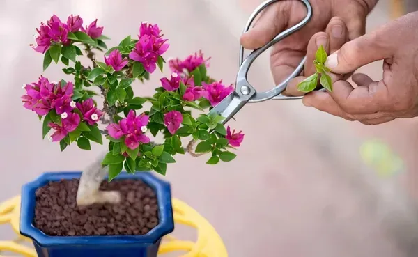 Bonsai_Bougainvila_Organic_Bougainvillea_For_Home