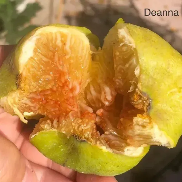Deanna_Ornamental_Live_Plant_Organic