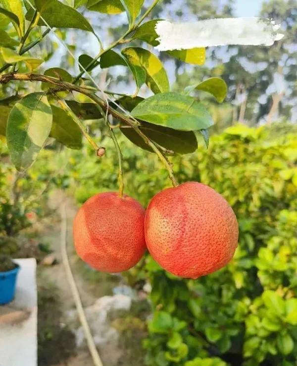 Ornamental_Pati_Lemon_Organic_Plant