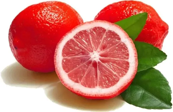 Ornamental_Pati_Lemon_Organic_Plant