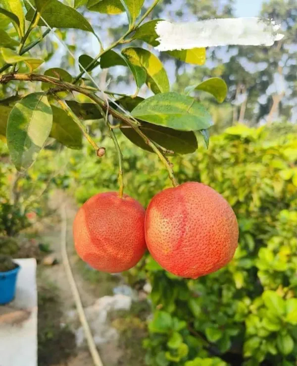 Ornamental_Pati_Lemon_Organic_Plant