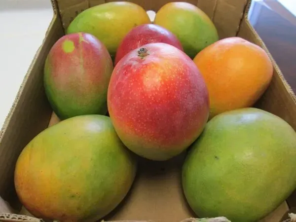 Austin_Mango___Organic_Plant_For_Home