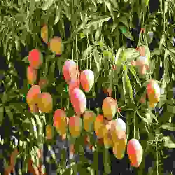 Austin_Mango___Organic_Plant_For_Home