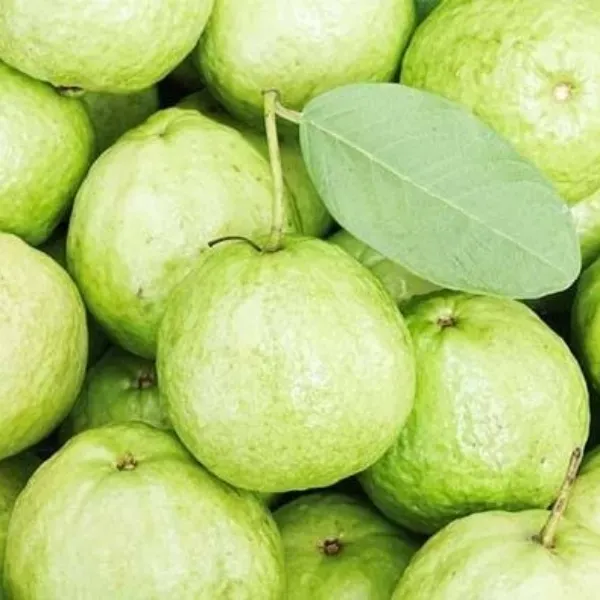Guava___Organic_Plant_For_Home_Gardening