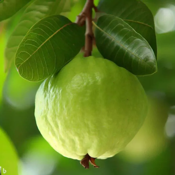 Guava___Organic_Plant_For_Home_Gardening