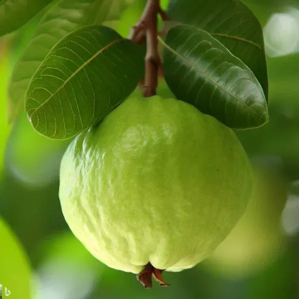 Guava___Organic_Plant_For_Home_Gardening