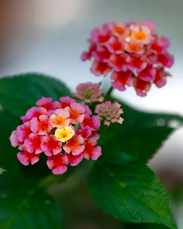 Changing_Lantana_Flower_Plant_Organic