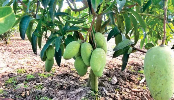Katimon_Mango___Organic_Plant_For_Home