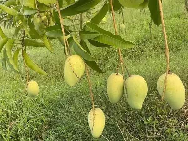 Katimon_Mango___Organic_Plant_For_Home