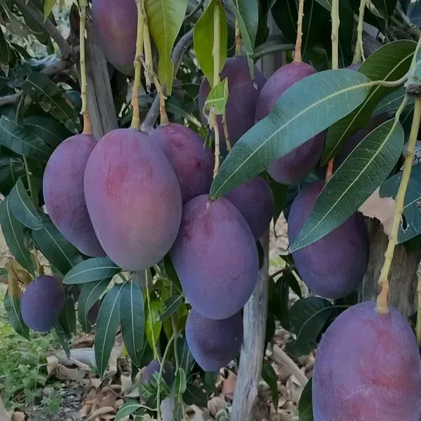 Black_Stone_Mango_Organic_Plant