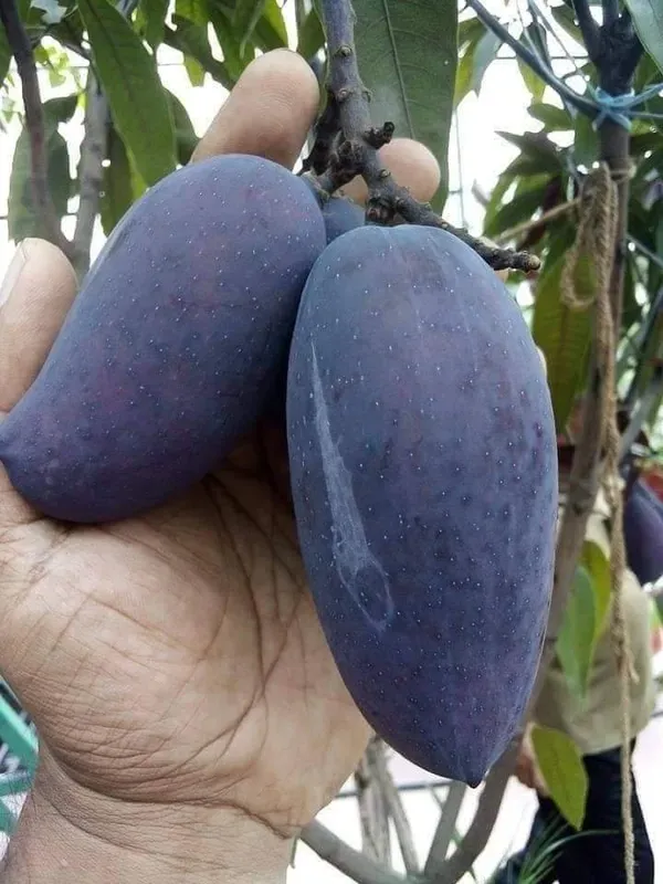 Kasturi_Mango___Organic_Plant_For_Home