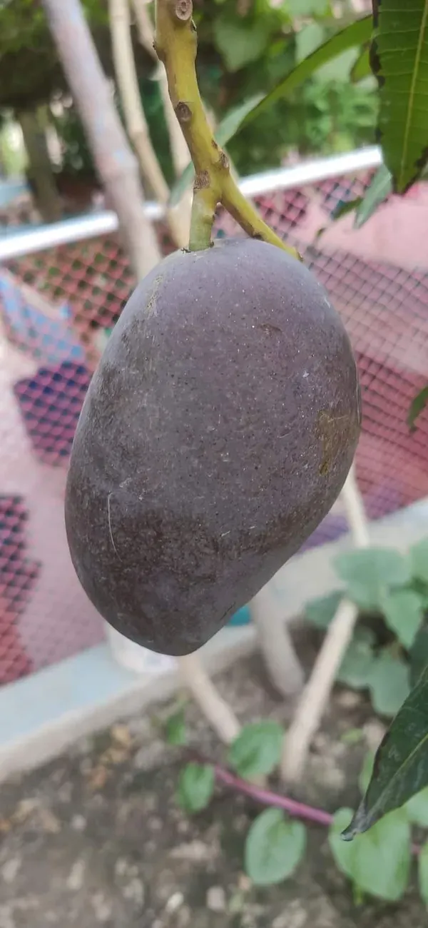 Kasturi_Mango___Organic_Plant_For_Home