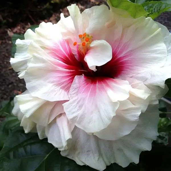 American_Hibiscus_Organic_Plant_For_Home