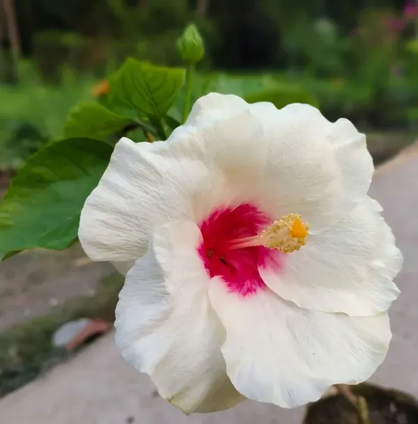 American_Hibiscus_Organic_Plant_For_Home