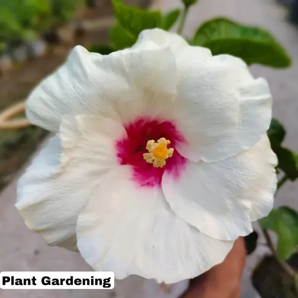 American_Hibiscus_Organic_Plant_For_Home