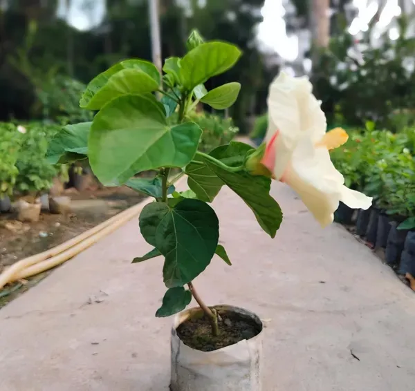 American_Hibiscus_Organic_Plant_For_Home
