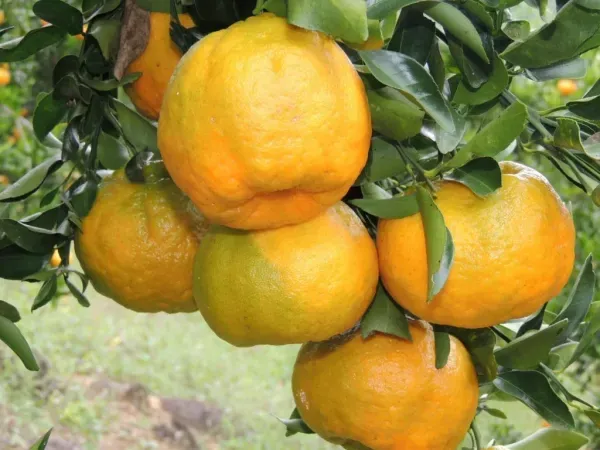 Nagpur_Mandarin_Organic_Orange_Plant