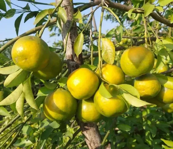 Nagpur_Mandarin_Organic_Orange_Plant