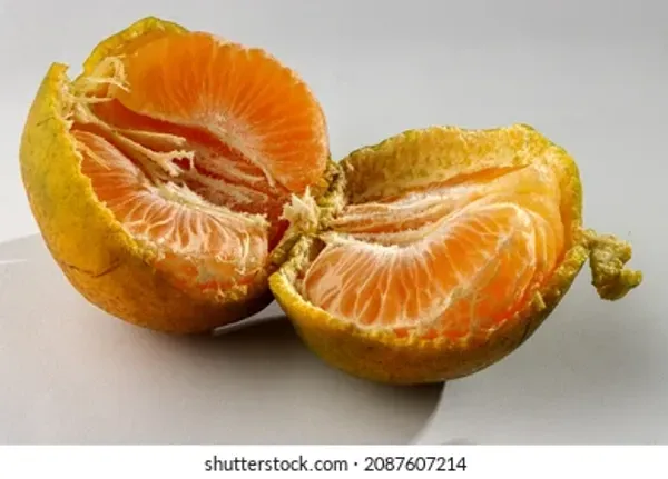 Nagpur_Mandarin_Organic_Orange_Plant