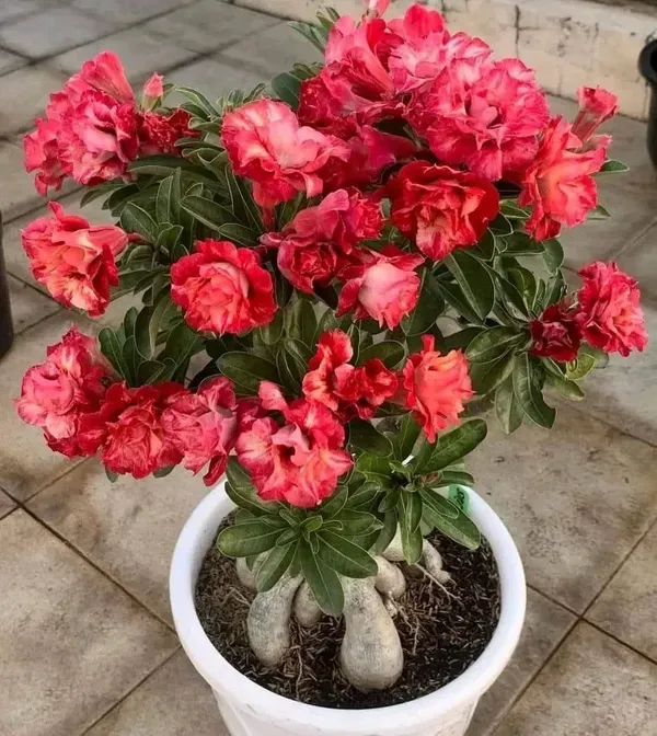 Rosey_Adenium_Red_Organic_Plant