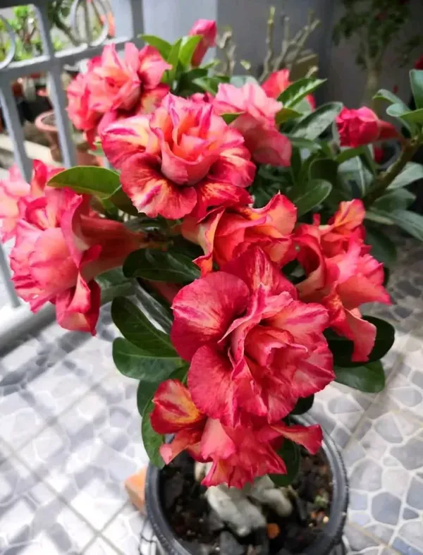 Rosey_Adenium_Red_Organic_Plant