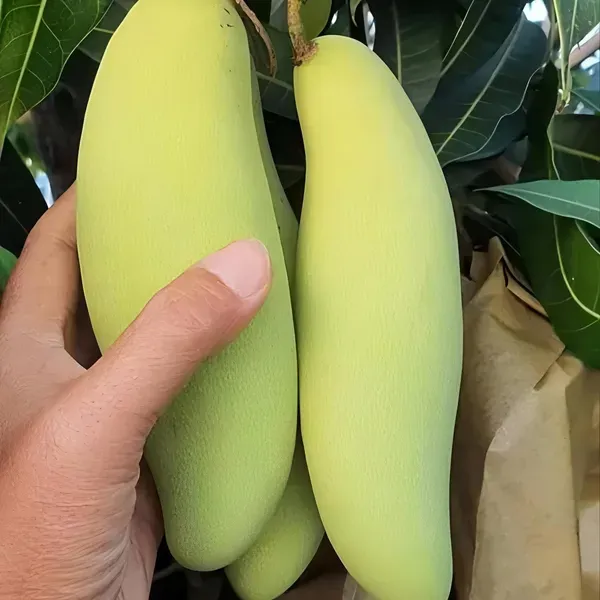 Yellow_Banana_Mango_Plant_Organic
