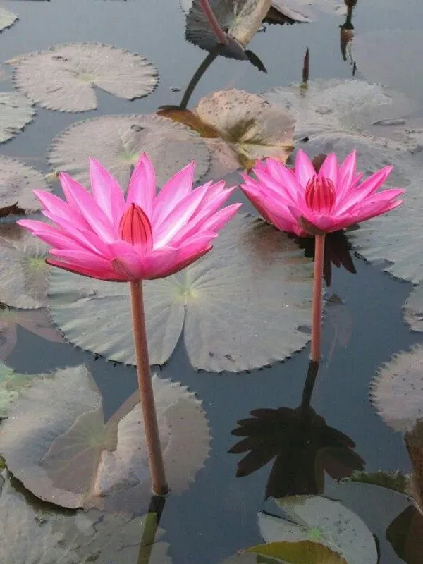 Curious_Lotus_Tuber_Organic_Home