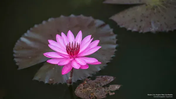 Curious_Lotus_Tuber_Organic_Home