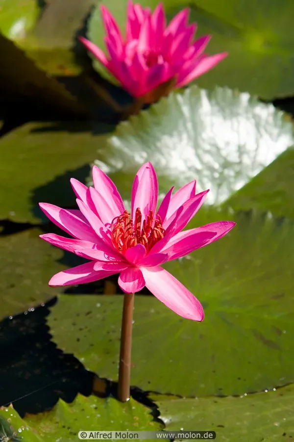 Curious_Lotus_Tuber_Organic_Home