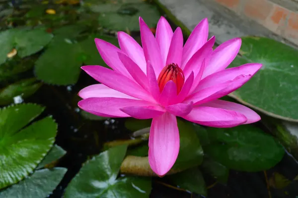 Curious_Lotus_Tuber_Organic_Home