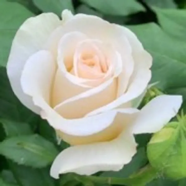 White_Douch_Ornamental_Organic_Plant