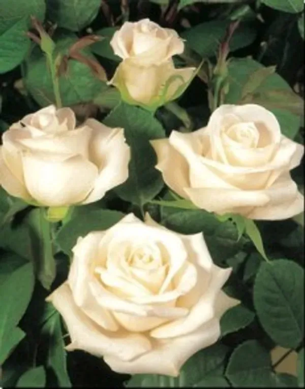 White_Douch_Ornamental_Organic_Plant