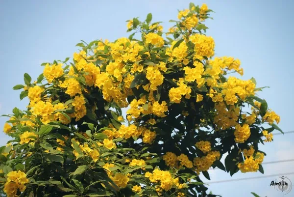 Yellow_Tecoma_Organic_Plant_For_Home