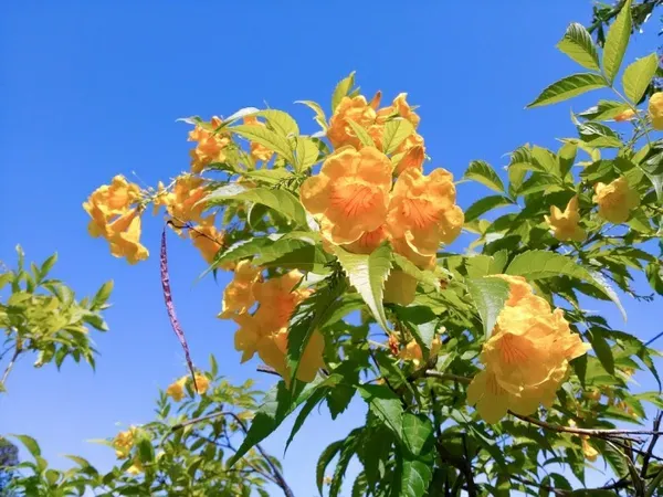 Yellow_Tecoma_Organic_Plant_For_Home