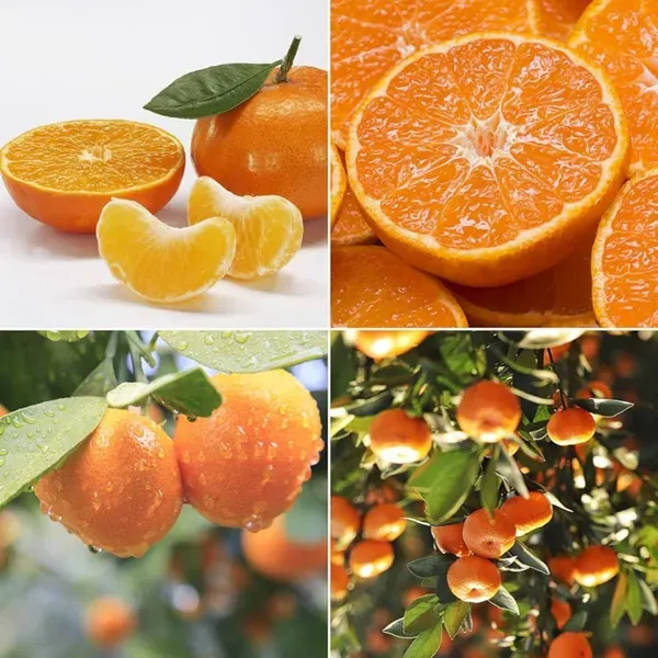 Seedless_Orange___Organic_Plant_For_Home