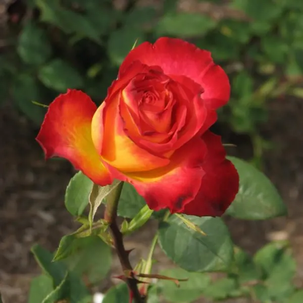Ellinca_Rose_Organic_Plant_For_Home
