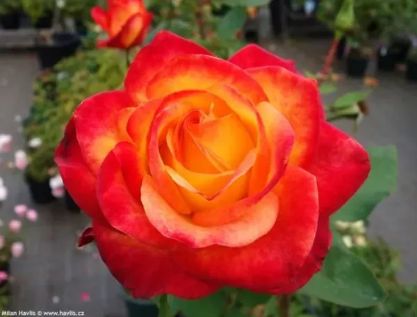 Ellinca_Rose_Organic_Plant_For_Home