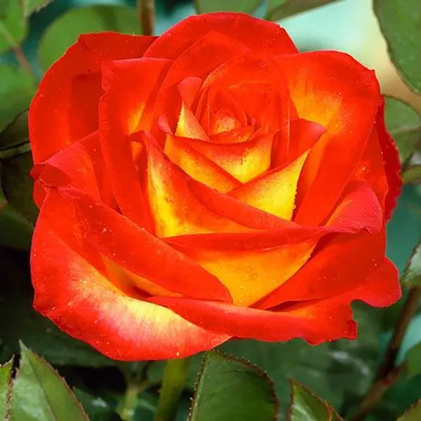 Ellinca_Rose_Organic_Plant_For_Home