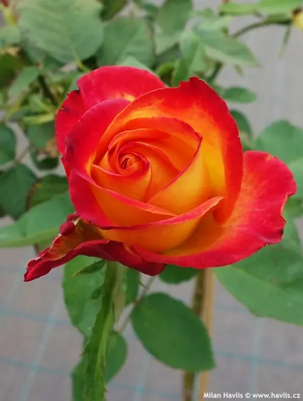 Ellinca_Rose_Organic_Plant_For_Home