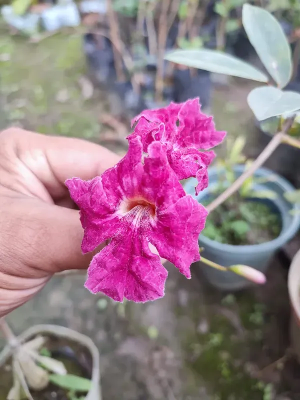Tabibuia_Rose_Organic_Tabebuia_Plant
